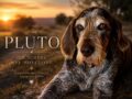 Ciao Pluto, il cane che ha scelto me: il racconto del mio migliore amico a quattro zampe